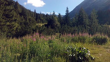 Bansko mountains in summer