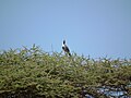 Bare-faced go-away bird in Tanzania 2844 Nevit.jpg