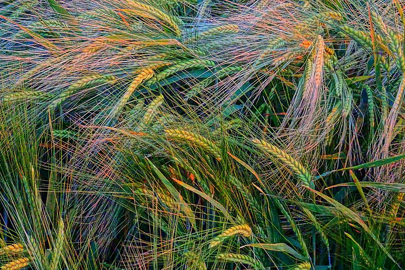 File:Barley field - Flickr - Stiller Beobachter.jpg