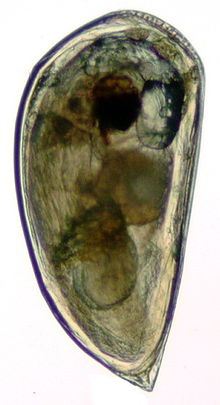 Barnacle cypris larva.jpg