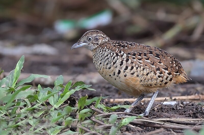 File:Barred Buttonquail or Common Bustard-Quail (Turnix suscitator).jpg