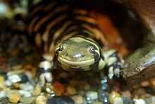 Tiger salamander (Ambystoma tigrinum) Barred Tiger Salamander Tennoji.jpg