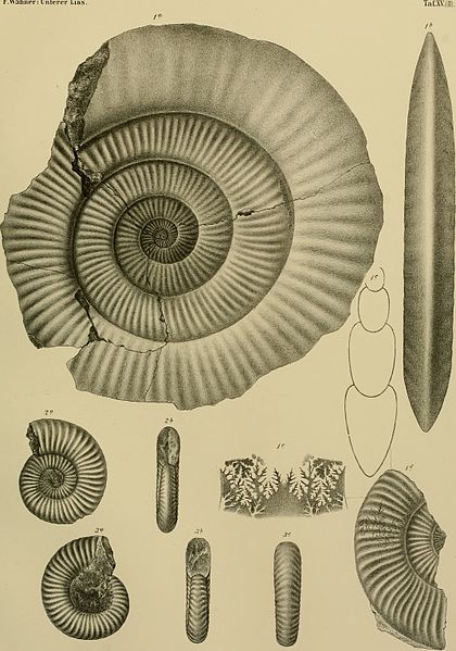 File:Beiträge zur Paläontologie Österreich-Ungarns und des Orients (1882) (20175499140).jpg