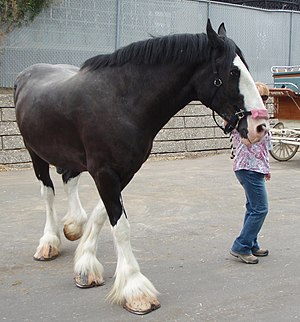 Robe Noire Du Cheval: Identification, Sélection, Génétique