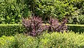 Sambucus Nigra 'Guincho Purple'. Locatie, Tuinen Mien Ruys.