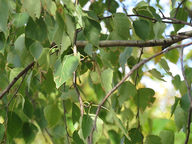 File:Betula pendula - Bela breza (5).jpg