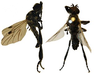 <i>Bibio nigriventris</i> Species of fly