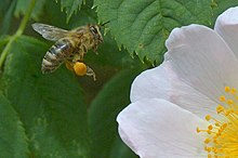Biene beim Pollensammeln.