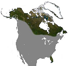 Big Brown Bat North America Range.jpg