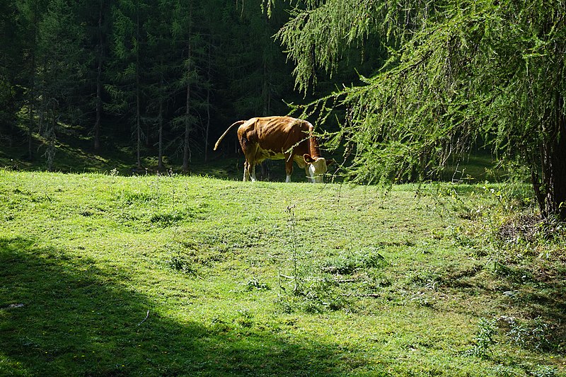 File:Bilderreihe rund um St. Jakob in Defereggen 22082018 020.jpg