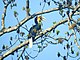 Bird Wreathed Hornbill Rhyticeros undulatus DSCN9018 13.jpg