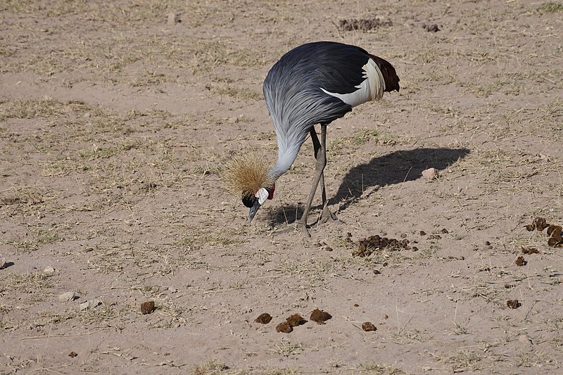 File:Birds of Amboseli National Park 10.jpg