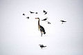Birds on the Frozen Serpentine 5277021889.jpg