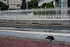 Black cat in front of Parliament House, Singapore - 20100803-01.jpg