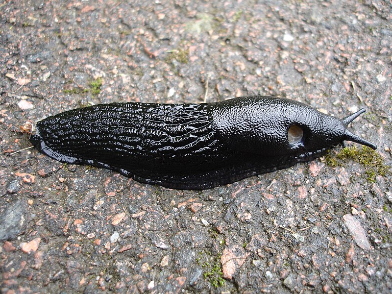 File:Black slug.jpg