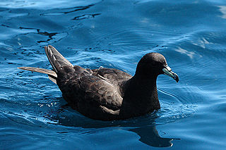 <span class="mw-page-title-main">Black petrel</span> Species of bird