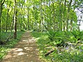 English: Blairgowrie, Darroch Wood, bluebells