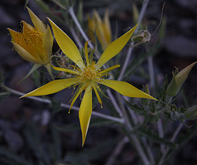 Blazing star flowers opening at dusk