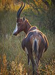 Kamdeboo- Nasionale Park: Wildlewe, Plantlewe, Akkommodasie