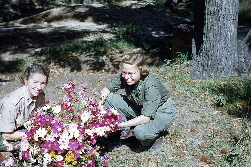 File:Blomsterglede (1952) (15819421417).jpg