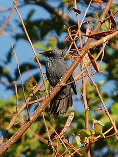 Blue mockingbird species of bird