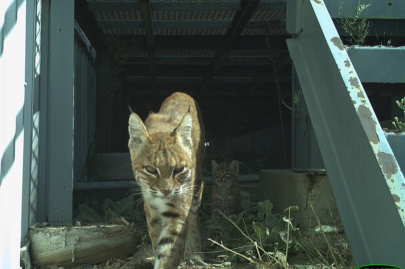 File:Bobcat with kits (51268174512).jpg