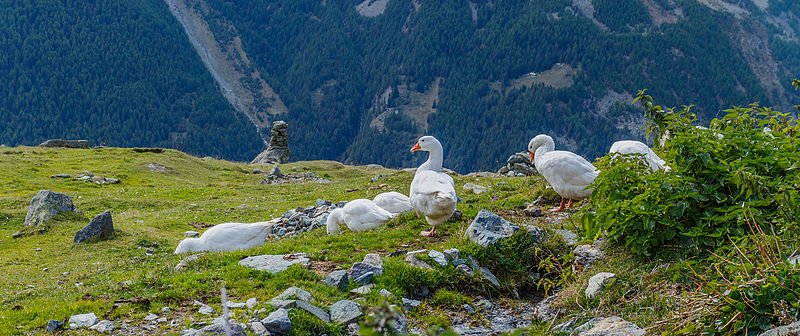 File:Boerderij Arpisson (2327m.) boven Gimillan in Cogne Valley (Italië). Ganzen bij de boerderij.jpg