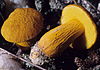 Boletus auriflammeus