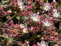 Mesembryanthemum crystallinum, isört