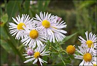 St. Charles County is the only known habitat of the threatened decurrent false aster in Missouri. Boltonia decurrens millar.jpg