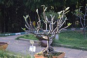 View of Bonsai Garden Lal Bag Bangalore