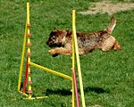 Dog agility Border Terrier Agility Jump.jpg