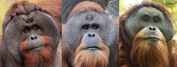 Flanged male Bornean, Sumatran and Tapanuli orangutans