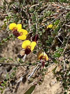 <i>Bossiaea prostrata</i> Species of plant