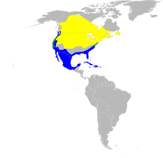 Mapa s rozšířením žlutě = hnízdiště zeleně = oblasti s celoročním výskytem modře = zimoviště