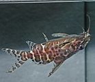 Brachysynodontis batensoda Jungfisch