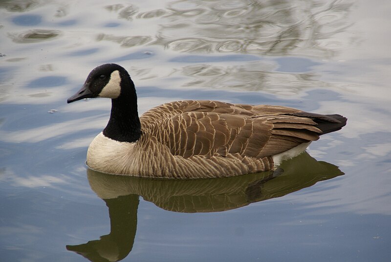 File:Branta canadensis DSC02361.jpg