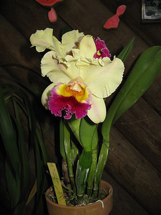 <i>× Brassolaeliocattleya</i> Genus of flowering plants