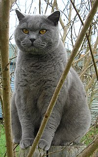 Плава британска краткодлака мачка