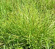 Brown Fox Sedge (Carex vulpinoidea) in wet meadow at the Morton Arboretum - Flickr - Jay Sturner (2).jpg