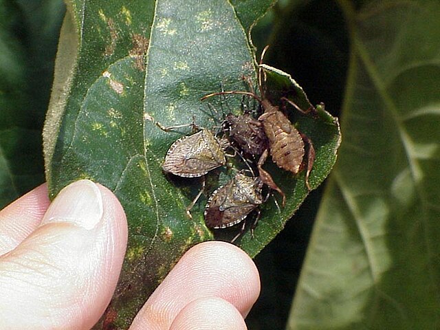 Brown marmorated stink bug - Wikipedia