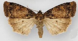 <i>Bryolymnia ensina</i> Species of moth