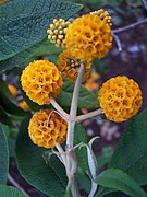 Buddleja globosa