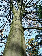 Image 7Northern beech (Fagus sylvatica) trunk in autumn (from Tree)