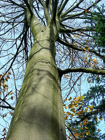 Northern beech (Fagus sylvatica) trunk in autumn