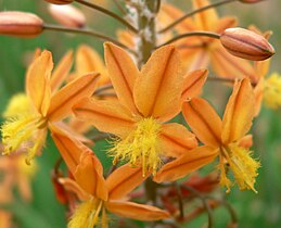 Bulbine frutescens