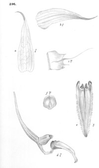 Bulbophyllum pristis J.J.Sm. - Nova Guinea 12(4) plate 158 fig. 296 (1916).tif