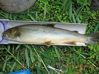 <span class="mw-page-title-main">Bull trout</span> Species of fish