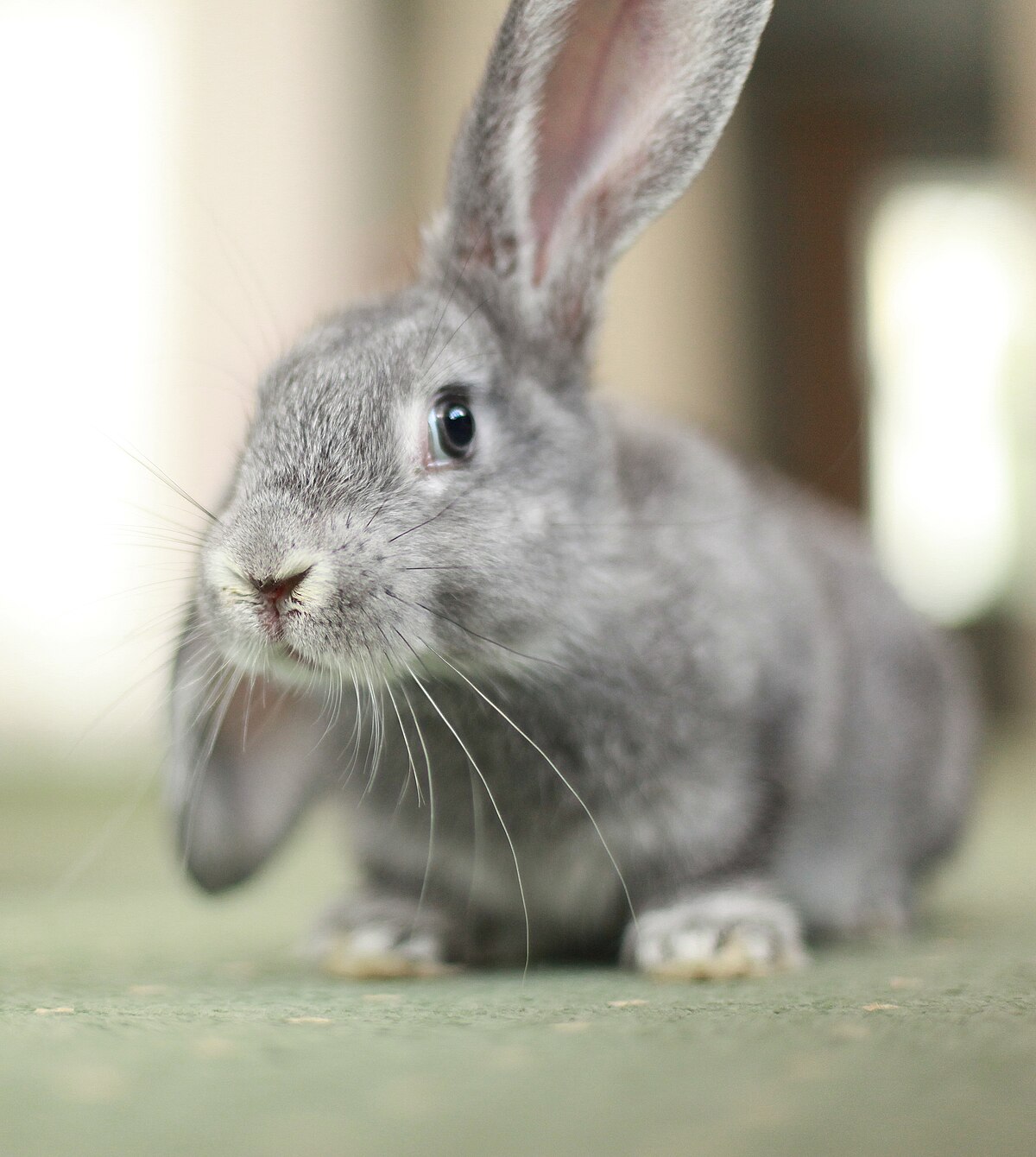 File:Bunny ears (5767988014).jpg - Wikimedia Commons