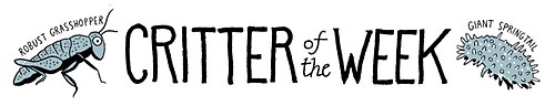 Critter of the Week banner